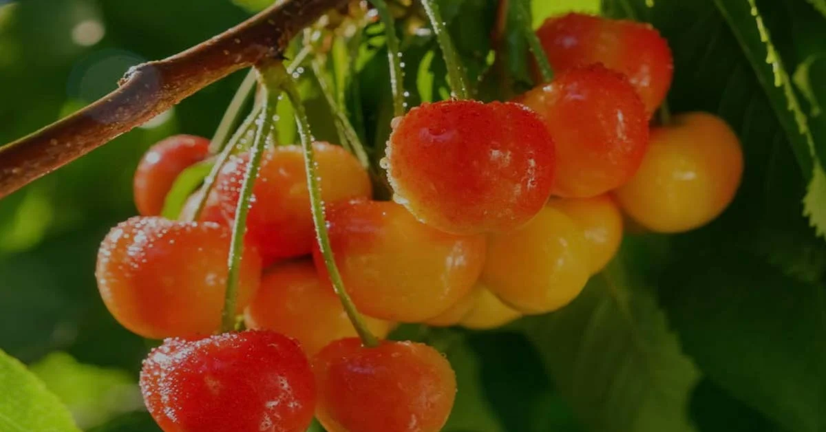 Are Rainier Cherries Good for You Featured Images