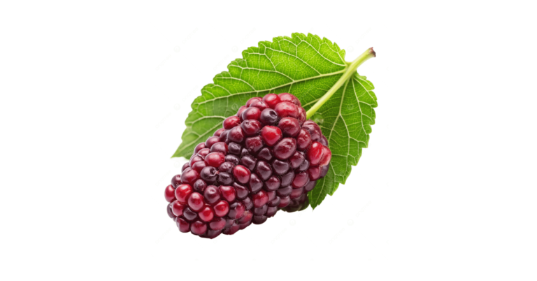 Is Mulberry Good for You Featured image